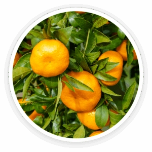 Citrus-Sinensis-L.-Osbeck