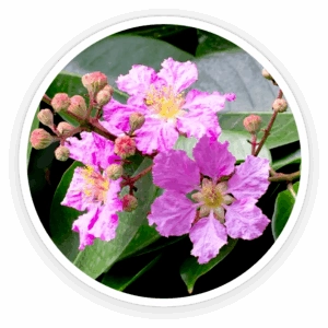 Corosolic-Acid-from-Banaba-Leaf-Extract