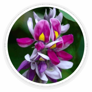 Kudzu-Flower-Extract