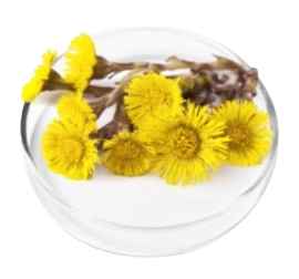 LungExpand Pro Ingredient - Coltsfoot Extract