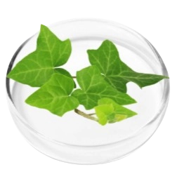 LungExpand Pro Ingredient - Ivy Extract