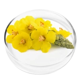 LungExpand Pro Ingredient - Mullein Extract