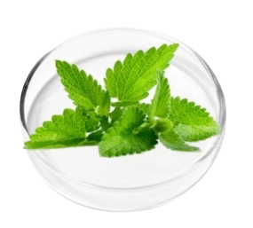 LungExpand Pro Ingredient - Peppermint Essential Oil