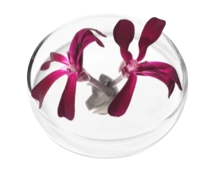 LungExpand Pro Ingredient - Umckaloabo Extract