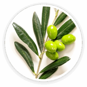 Oleuropein-from-Olive-Leaf-Extract