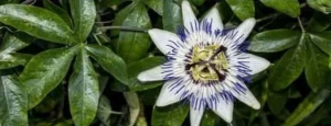 Passionflower