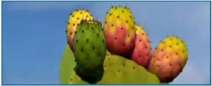 Prickly-Pear