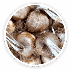 Saffron-Bulb-Extract