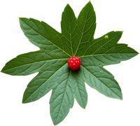 Goldenseal