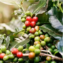 Metabo Drops - Chlorogenic Acid