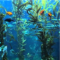 Metabo Drops - L-Carnitine