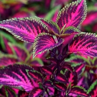 XenBurn - Coleus Forskohlii Extract