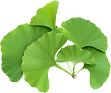 Gingko Biloba