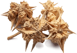 Tribulus Terrestris